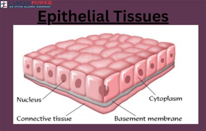What cells make up cartilage tissue?
