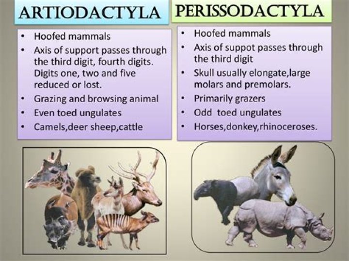 What characteristics do all Perissodactyls share?