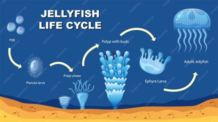 What characteristics does a jellyfish have?