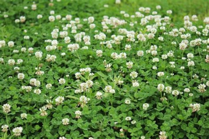 What clover grows best in Texas?