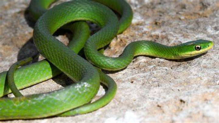 What color is a green snake?