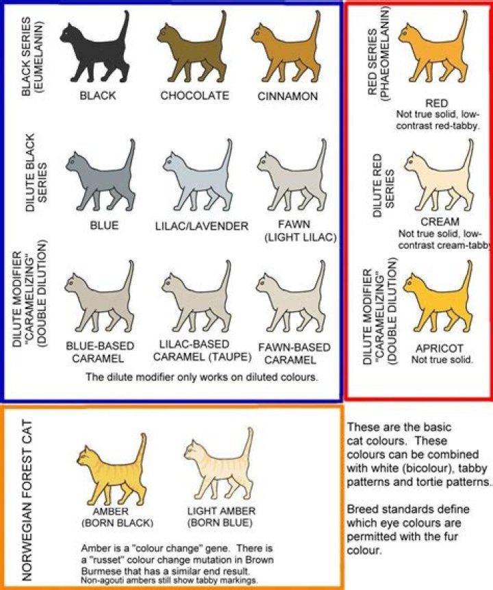 What color of cat is the most aggressive?