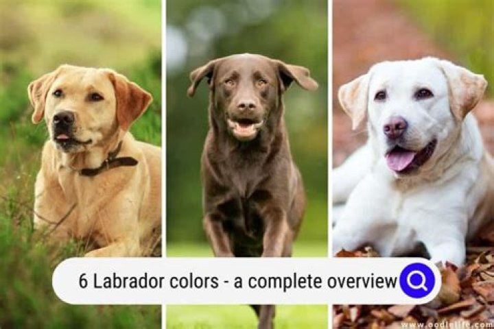 What colors are British labs?