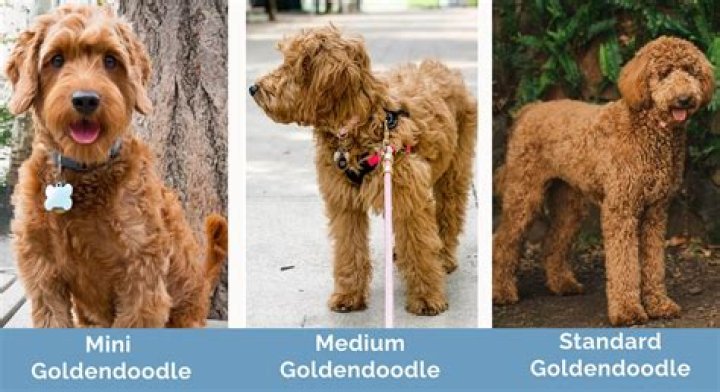What colors are mini Goldendoodles?