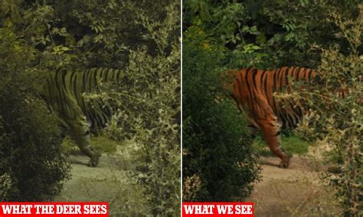 What colors can tigers eye be?