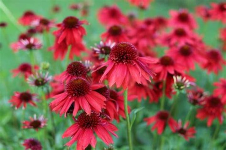What colors do coneflowers come in?