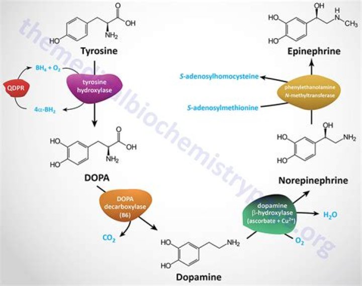What converts tyrosine into L-DOPA?