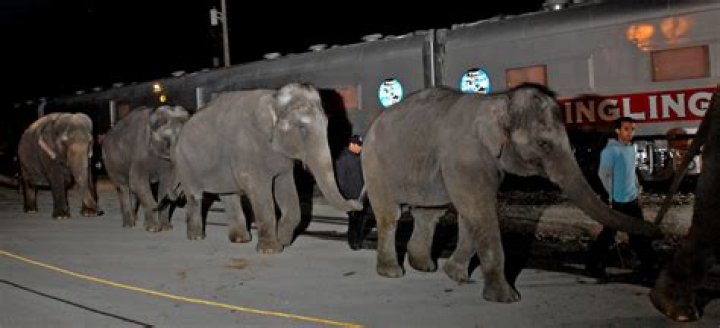 What could line 2 an elephant a ponderous house be referring to?