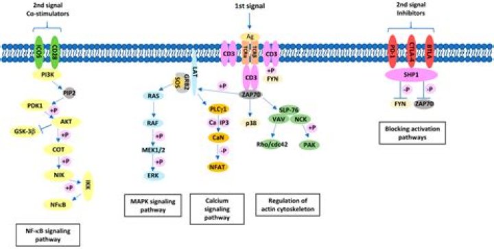 What cytokine promotes Th2?