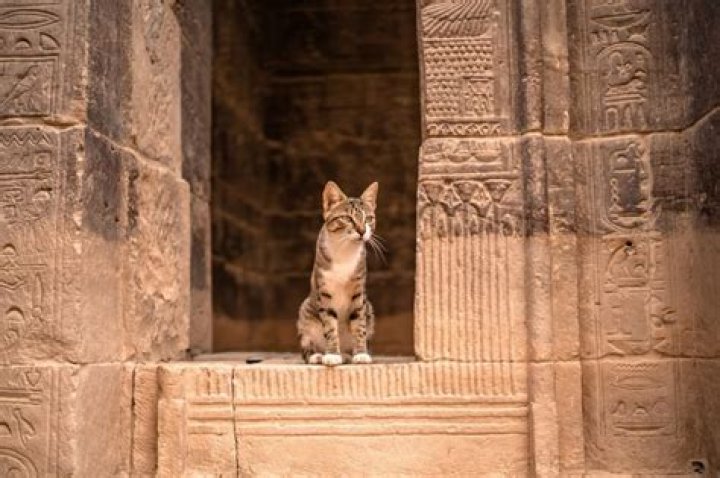 What did cats symbolize in ancient Egypt?