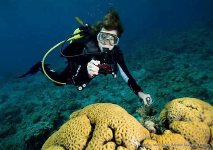 What did Sylvia Earle study?
