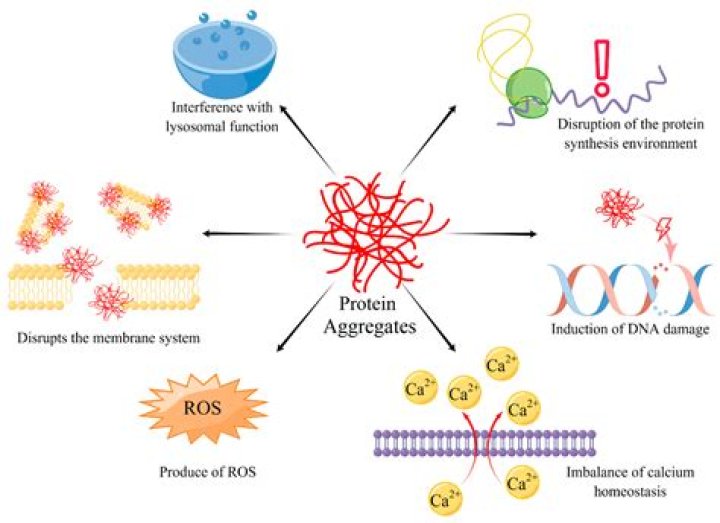 What diseases are caused by protein aggregation?