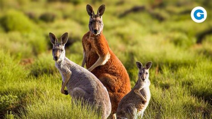 What do Australians call kangaroos?