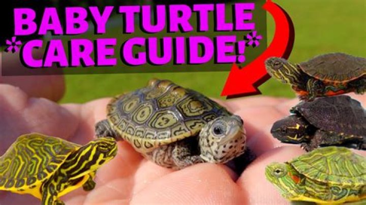 What do baby painted turtles need?