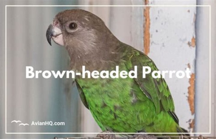 What do black-headed parrots eat?