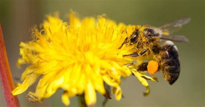 What do blue orchard bees pollinate?