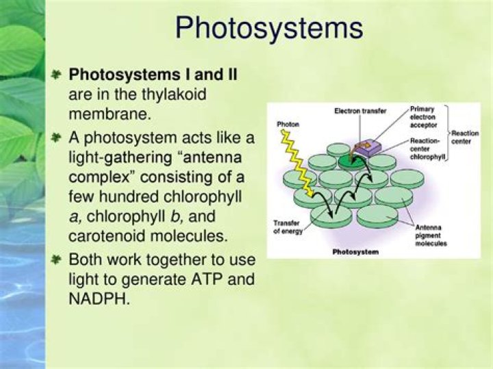 What do both photosystems have in common?