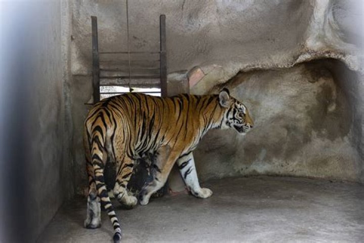 What do captive tigers eat?