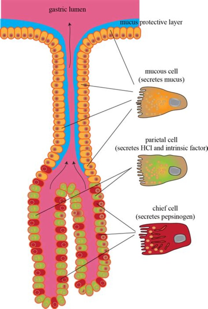What do Club cells secrete?