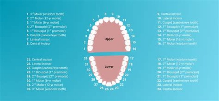 What do dentists make an hour?