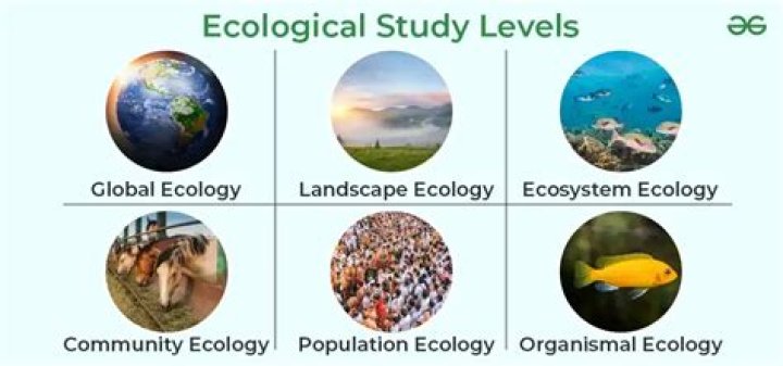 What do ecologists mainly study?