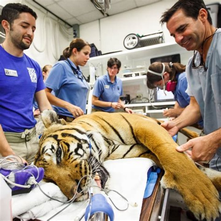 What do exotic animal vets do?