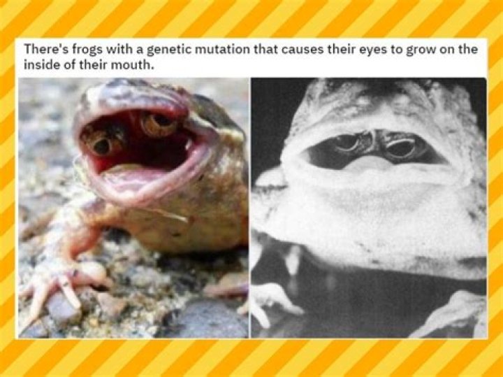 What do four-eyed frogs eat?