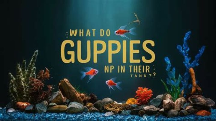 What do guppies need in their tank?