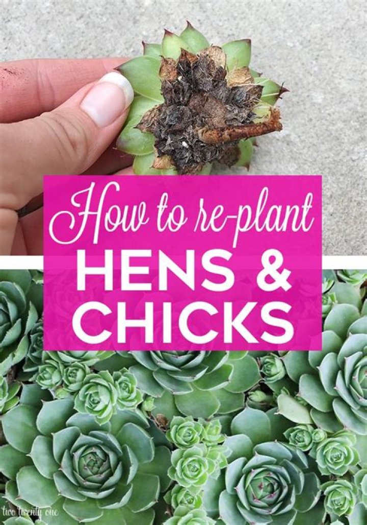 What do hens and chicks plants look like?