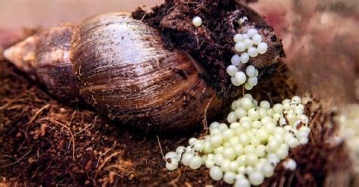 What do I do when my garden snail lays eggs?
