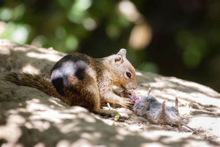 What do Mexican ground squirrels eat?
