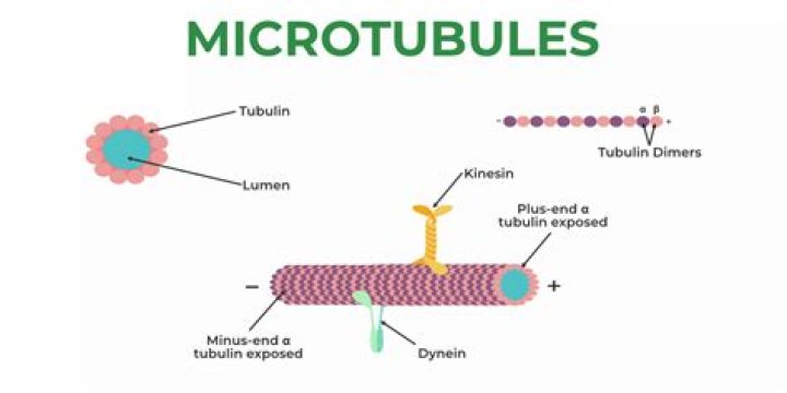 What do microtubules do in a cell?