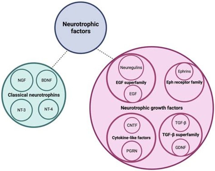 WHAT DO neurotrophic factors do?