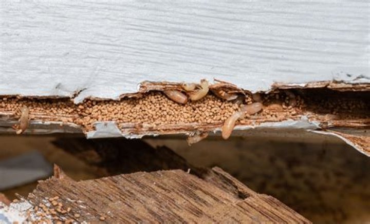 What do termites use to build their nests?