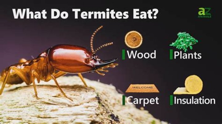 What do the Numbats eat?