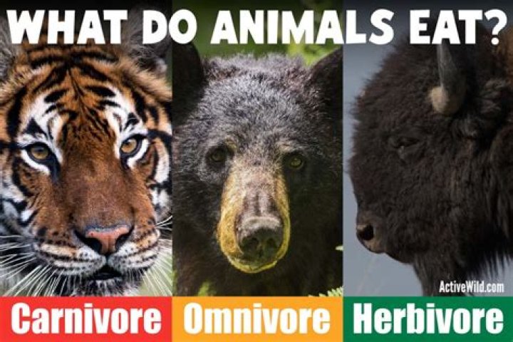 What do wild carnivores eat?