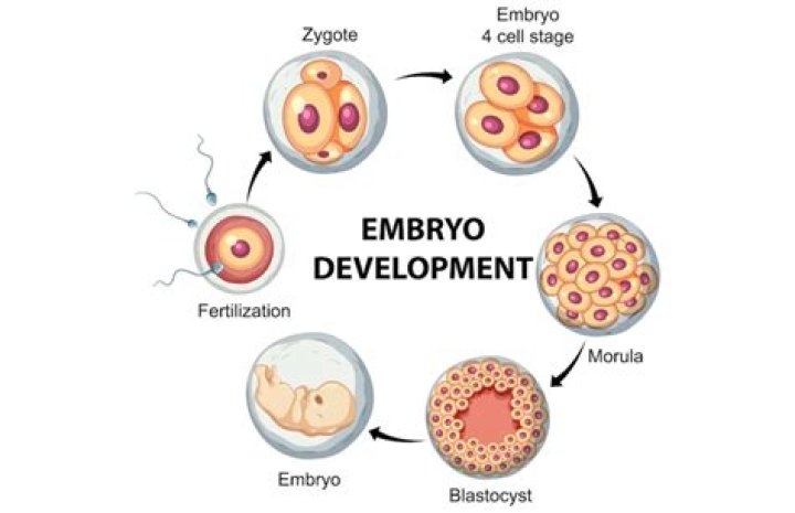What do you call a new organism produced by parents?