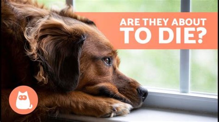 What do you do with a dead dog in Tucson?