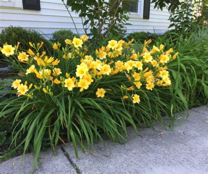 What do you do with daylilies after they bloom?