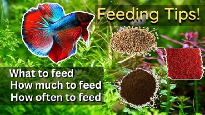 What do you feed a film crew?