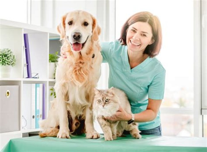 What do you look for in a veterinarian?