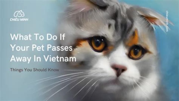 What do you say when a pet passes away?