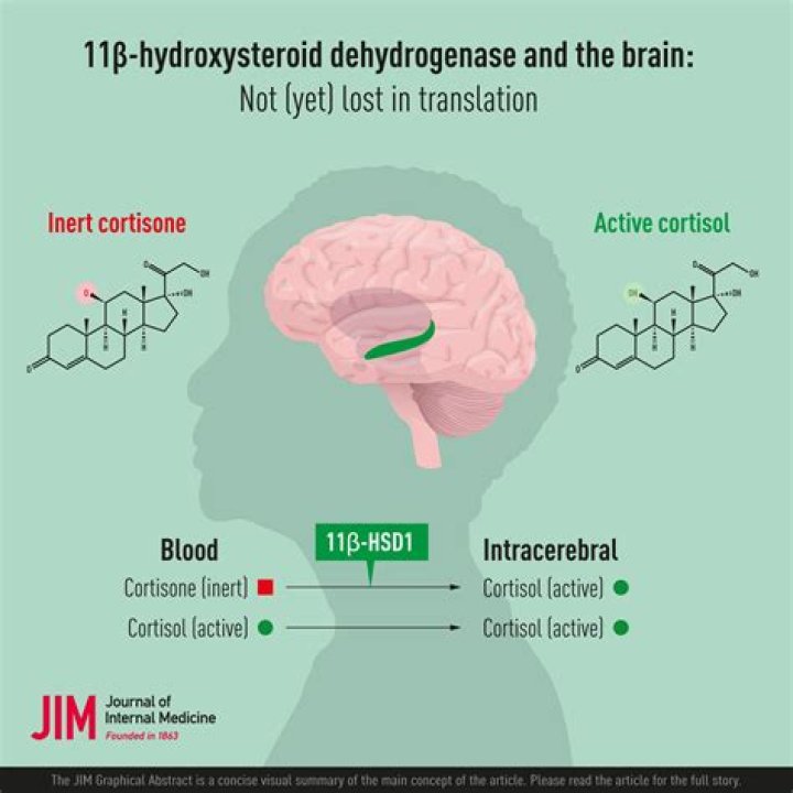 What does 11 beta hydroxysteroid dehydrogenase do?
