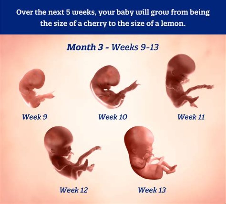 What does a 3 month pregnant baby look like?