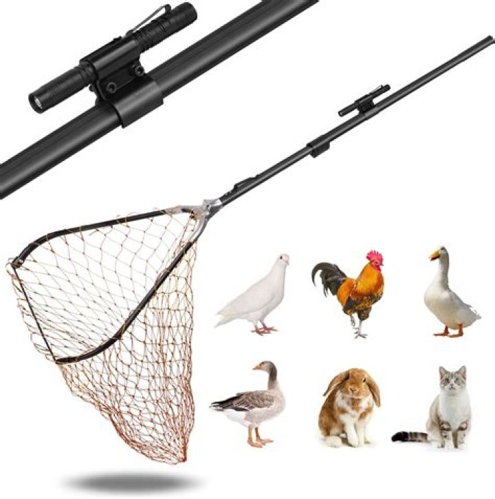 What does a chicken catcher do?