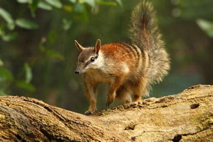 What does a Dunnart look like?