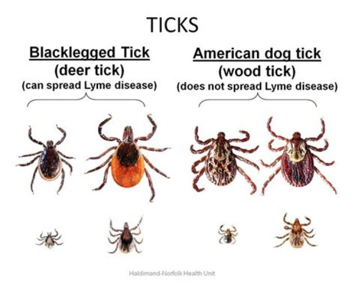 What does a Lyme infected tick look like?