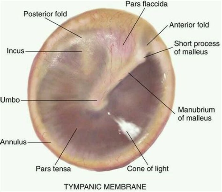 What does a normal tympanic membrane look like?