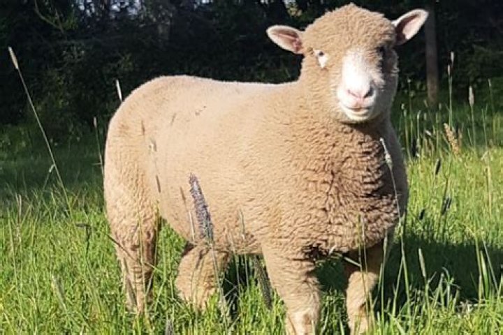 What does a Poll Dorset sheep look like?