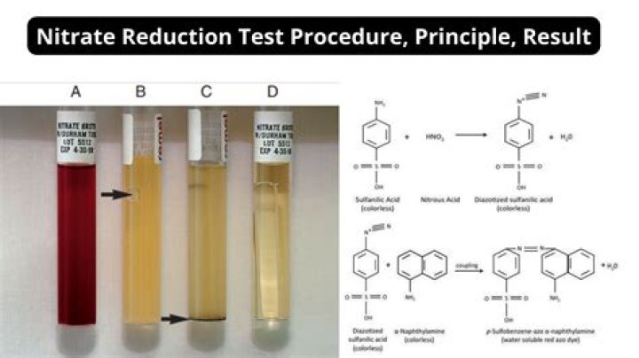 What does a positive nitrate reductase test mean?